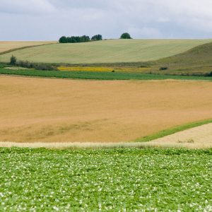 potato and grain fields in northern Maine